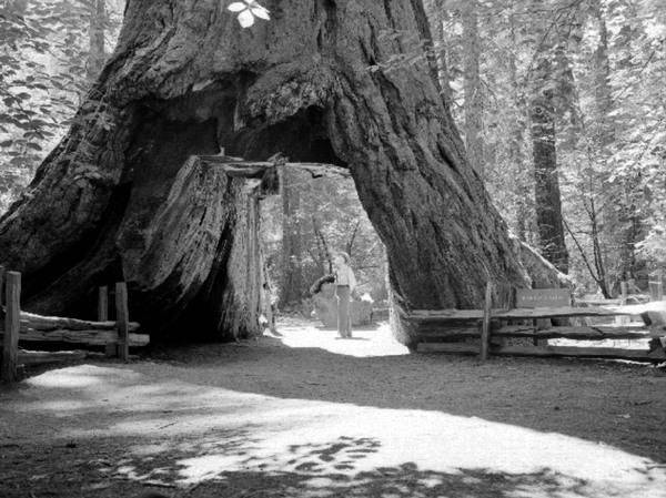 Adieu le séquoia géant au 'tunnel', symbole de la Californie (PHOTO)
