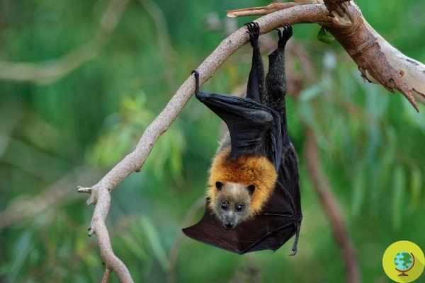 A fobia dos morcegos está crescendo, na época do coronavírus: ninguém toca neles, eles são fundamentais para o Planeta!