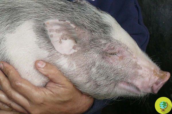 Peste Suína Africana: o escritório jurídico que atende aqueles que adotaram porcos que agora estão em risco de abate