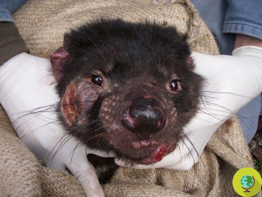 How the Tasmanian Devil is Beating Cancer ... by Evolving