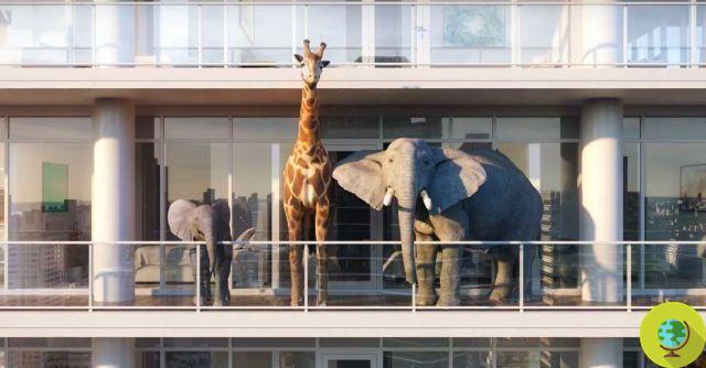Auctioned hundreds of trips to hunt and kill endangered elephants and giraffes as trophies