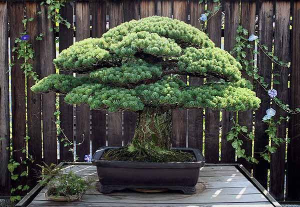 O bonsai de XNUMX anos que sobreviveu a Hiroshima