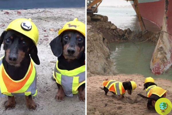 Como esses dois adoráveis ​​dachshunds ajudaram a libertar o navio Ever Given do Canal de Suez