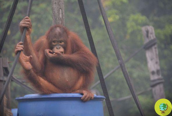Aceite de palma: los incendios forestales devastan Indonesia. Un tercio de los orangutanes del mundo en riesgo (VIDEO)
