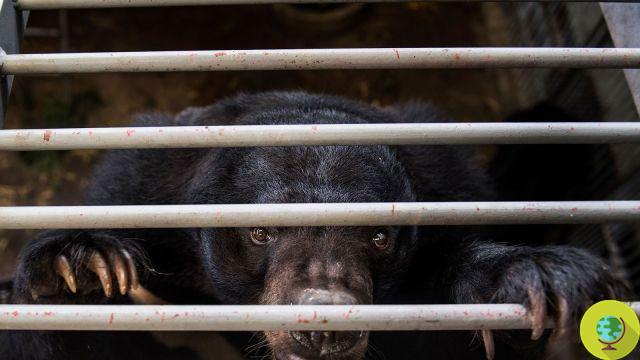 The Chinese government promotes bear bile injections against Coronavirus