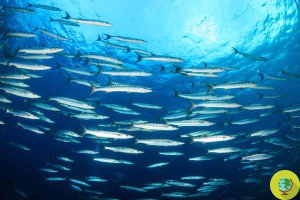 Fish are no longer able to congregate in schools due to ocean acidification