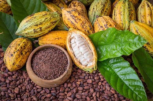 Cocoa butter: properties, a thousand uses and which one to choose