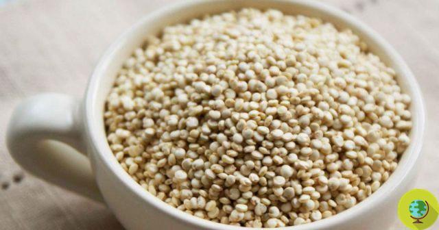 Quinoa milk: production starts in Bolivia, with EU help