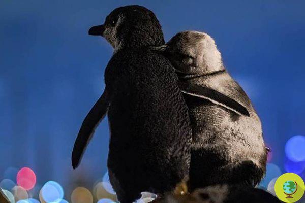 La pareja de pingüinos 