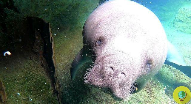 Massacre of manatees in Florida, they no longer have food due to man-made pollution