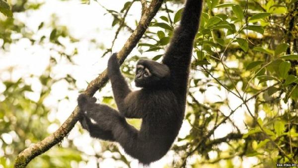 Star Wars donne son nom à une nouvelle espèce de gibbon. Mais il est déjà en danger d'extinction (PHOTO et VIDEO)