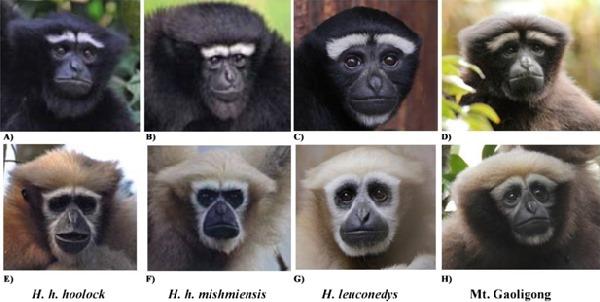 Star Wars gives its name to a new species of gibbon. But it is already in danger of extinction (PHOTO and VIDEO)