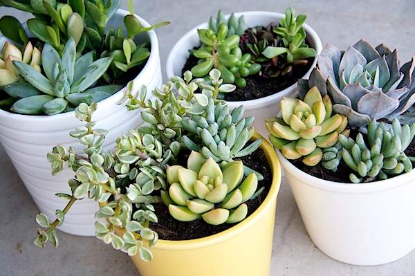 5 plantes faciles d'entretien pour ceux qui n'ont pas la main verte