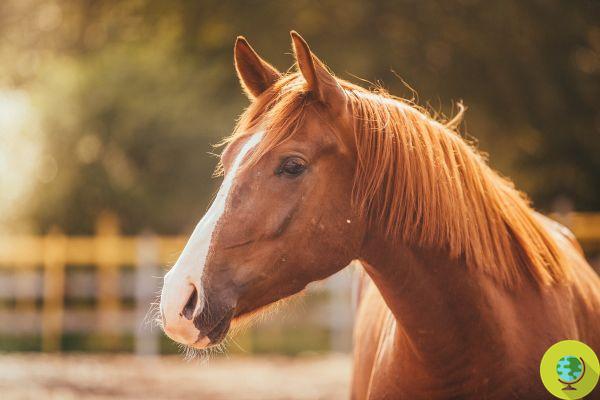 Horror na França: alguém está matando e mutilando cavalos. Casos encontrados em diferentes regiões