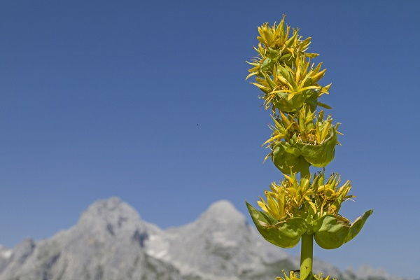 Gentian: properties, benefits, CONTRAINDICATIONS and how to make the liqueur