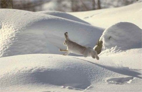 The winter olympics of animals