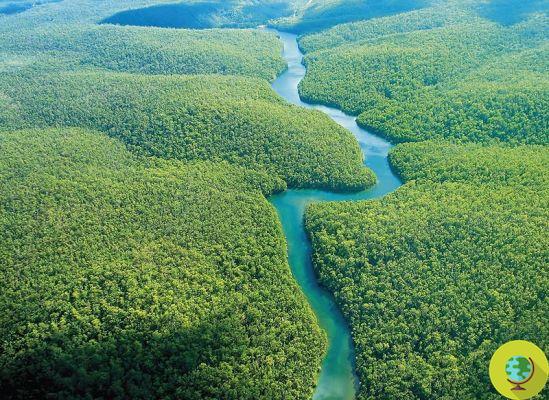 Amazônia: o maior projeto de reflorestamento está em andamento