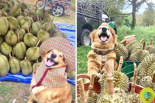 El irresistible Golden Retriever al que le encanta cosechar Durian, la fruta más maloliente del mundo