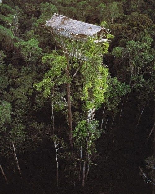 Treehouses: the tree houses of the Korowai tribe in New Guinea