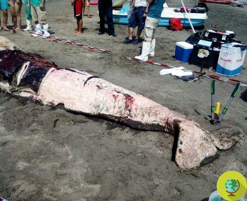 Beached 'pink' sperm whale cub on the coast of Ostia