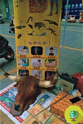Na China, os mercados onde se comem cães, gatos e morcegos estão reabrindo