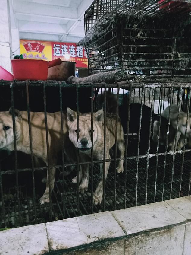En China reabren mercados donde se comen perros, gatos y murciélagos