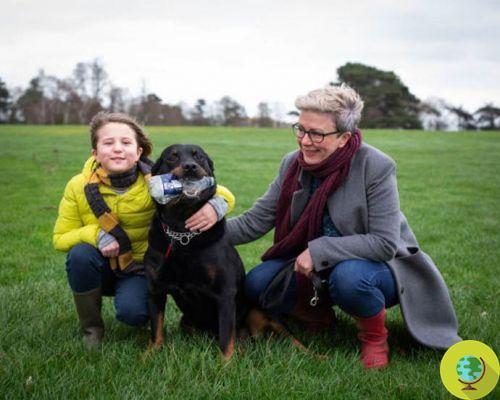 Maggie, le chien qui nettoie le plastique des parcs londoniens
