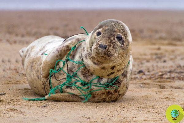 A foca cinzenta com o pescoço preso em lixo de pesca, enquanto alimenta seu filhote, é o emblema da nossa sociedade