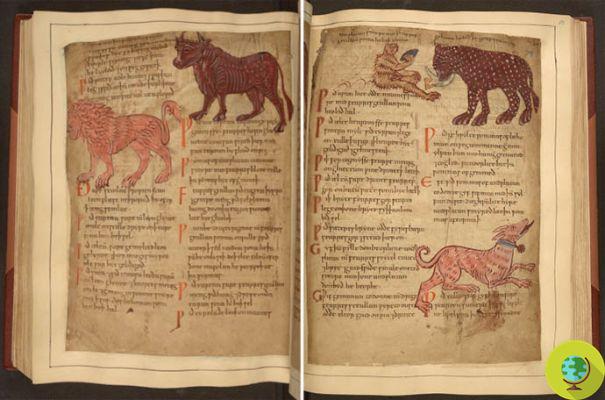 Millennial herbal remedies: the oldest illustrated manuscript of folk medicine is now online