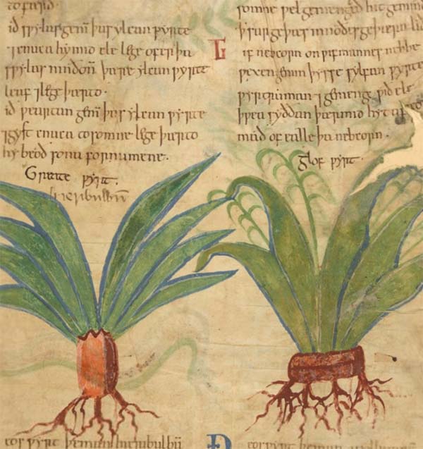 Remédios de ervas milenares: o manuscrito ilustrado mais antigo da medicina popular já está online