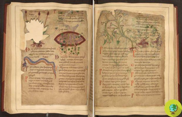 Remèdes millénaires à base de plantes : le plus ancien manuscrit illustré de médecine populaire est désormais en ligne