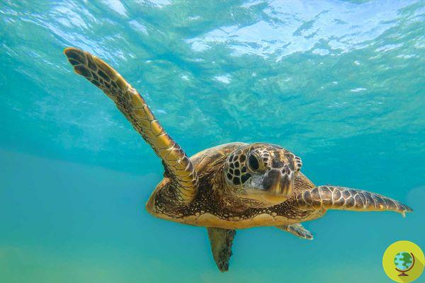Día Mundial de la Tortuga: qué hacer para salvaguardar a las criaturas más antiguas del mundo