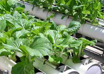 Hydroponics: how to grow indoors without land