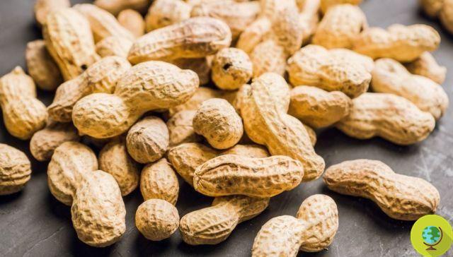 Adeus alergia: chegam os amendoins hipoalergênicos