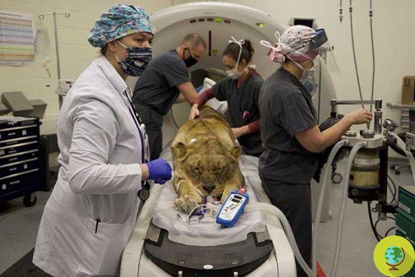 Lioness rescued from zoo of horrors operated on for infection caused by years of inbreeding
