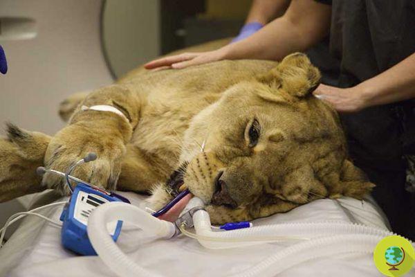 Leona rescatada del zoológico de los horrores operada por una infección causada por años de endogamia
