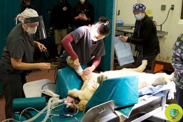 Leoa resgatada de zoológico de horrores operada por infecção causada por anos de endogamia