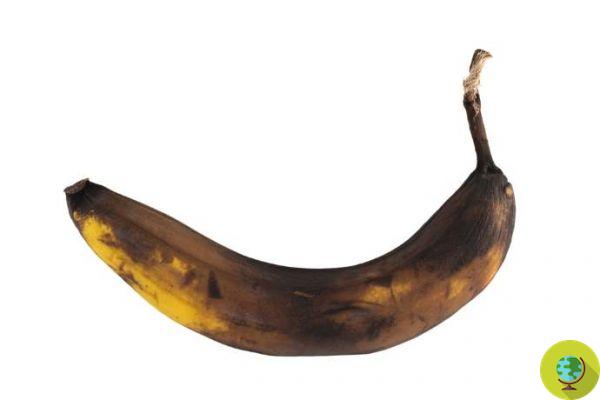 Bananes : vertes, jaunes ou brunes ? A quel degré de maturité il vaut mieux les consommer pour un index glycémique bas