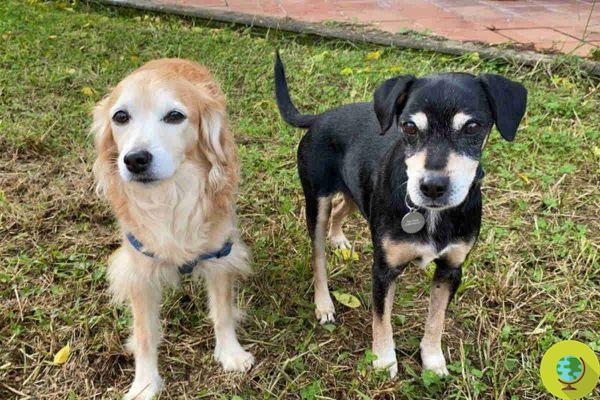 Estes dois cachorrinhos estão à procura de adoção, despejados de casa após a morte do dono devido ao Covid