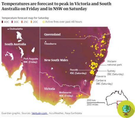 El calor récord en Australia está matando murciélagos, pájaros y peces