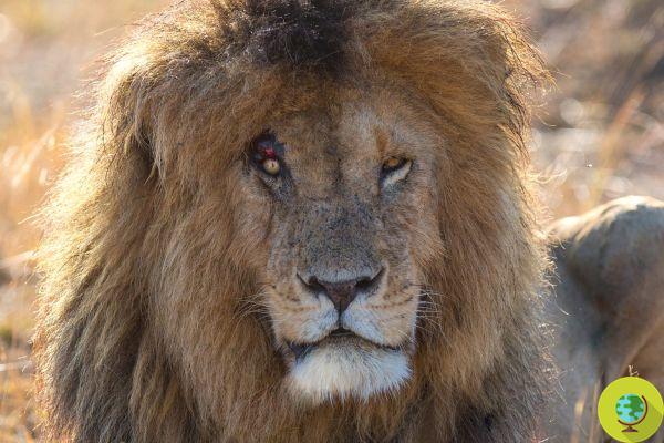 Adeus ao Scarface, o leão mais amado do mundo. No Quênia ele se tornou uma verdadeira lenda