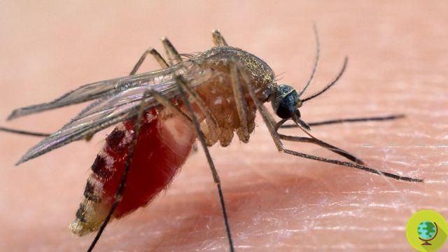 Virus Zika : l'infection pourrait être transmise par le moustique Culex
