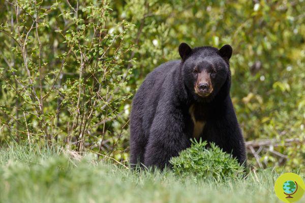 ¡Yogui está de fiesta! Sin visitantes, los osos recuperan el parque Yosemite de California cerrado por coronavirus