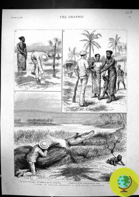 When black babies were used as bait to hunt crocodiles in Florida
