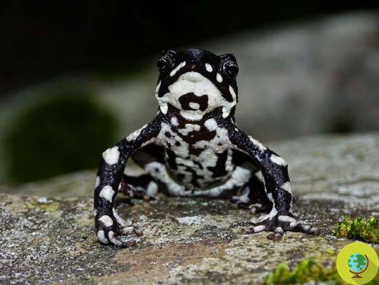 The 'starry night' toad, considered sacred to the natives, is NOT extinct!