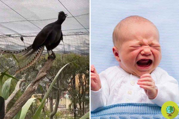 Este pássaro pode chorar como um bebê (e a razão é tão triste)