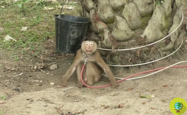 Macacos acorrentados e tratados como 