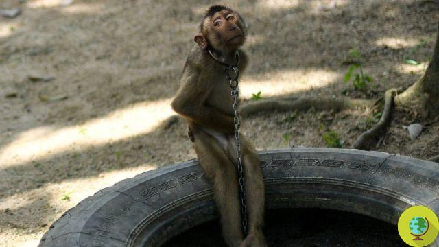 Macacos acorrentados e tratados como 