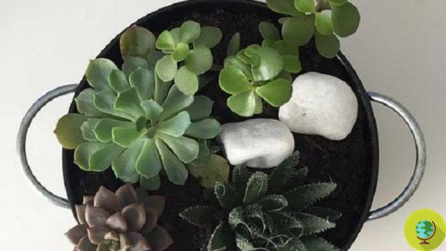 Cultivo interno: como construir um mini jardim de mesa