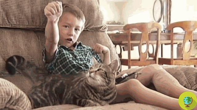 Tara, the heroin cat who saved a child from a dog attack